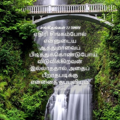 Picture 04 - சங்கீதங்கள் 7:2 TAMIRV - எதிரி சிங்கம்போல் - Bible Verse Picture