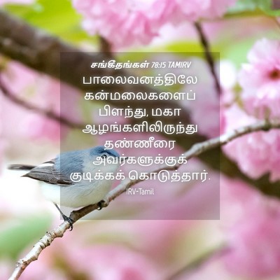 Picture 04 - சங்கீதங்கள் 78:15 TAMIRV - பாலைவனத்திலே - Bible Verse Picture