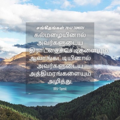 Picture 04 - சங்கீதங்கள் 78:47 TAMIRV - கல்மழையினால் - Bible Verse Picture