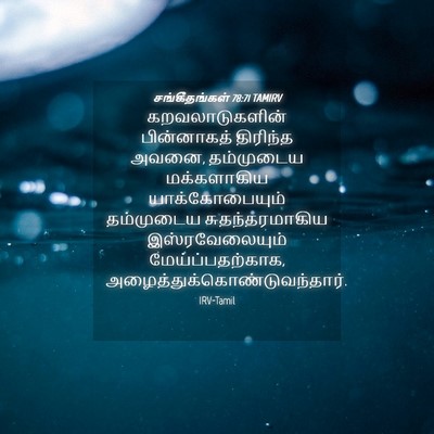 Picture 04 - சங்கீதங்கள் 78:71 TAMIRV - கறவலாடுகளின் - Bible Verse Picture