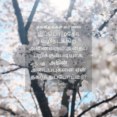 Picture 04 - சங்கீதங்கள் 80:12 TAMIRV - இப்பொழுதோ - Bible Verse Picture