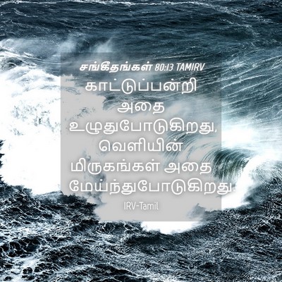 Picture 04 - சங்கீதங்கள் 80:13 TAMIRV - காட்டுப்பன்றி அதை - Bible Verse Picture