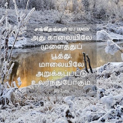 Picture 04 - சங்கீதங்கள் 90:6 TAMIRV - அது காலையிலே - Bible Verse Picture