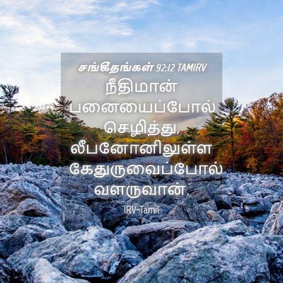 Picture 04 - சங்கீதங்கள் 92:12 TAMIRV - நீதிமான் - Bible Verse Picture