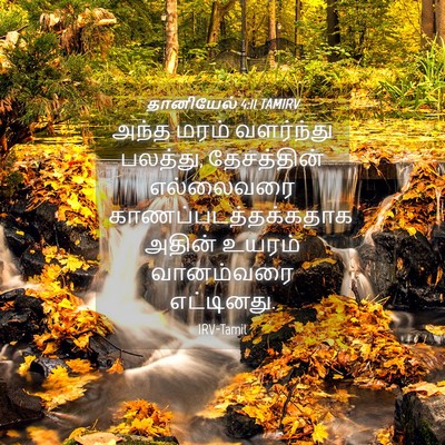 Picture 04 - தானியேல் 4:11 TAMIRV - அந்த மரம் - Bible Verse Picture