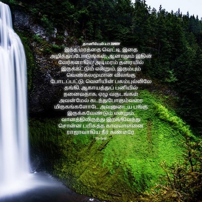 Picture 04 - தானியேல் 4:23 TAMIRV - இந்த மரத்தை - Bible Verse Picture