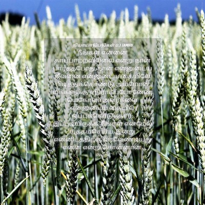 Picture 04 - நியாயாதிபதிகள் 12:3 TAMIRV - நீங்கள் என்னை - Bible Verse Picture