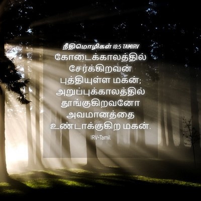 Picture 04 - நீதிமொழிகள் 10:5 TAMIRV - கோடைக்காலத்தில் - Bible Verse Picture