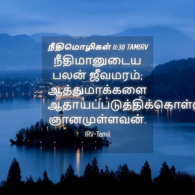 Picture 04 - நீதிமொழிகள் 11:30 TAMIRV - நீதிமானுடைய பலன் - Bible Verse Picture