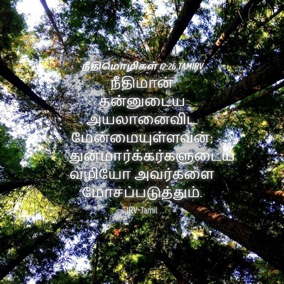 Picture 04 - நீதிமொழிகள் 12:26 TAMIRV - நீதிமான் தன்னுடைய - Bible Verse Picture