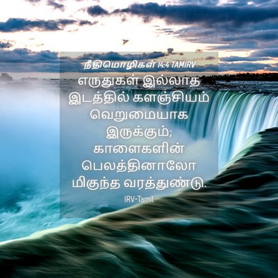 Picture 04 - நீதிமொழிகள் 14:4 TAMIRV - எருதுகள் இல்லாத - Bible Verse Picture