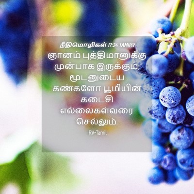 Picture 04 - நீதிமொழிகள் 17:24 TAMIRV - ஞானம் - Bible Verse Picture
