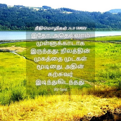 Picture 04 - நீதிமொழிகள் 24:31 TAMIRV - இதோ, அதெல்லாம் - Bible Verse Picture