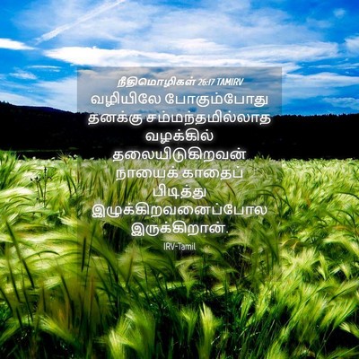 Picture 04 - நீதிமொழிகள் 26:17 TAMIRV - வழியிலே - Bible Verse Picture