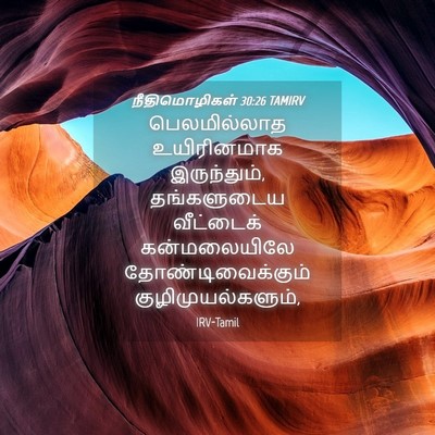 Picture 04 - நீதிமொழிகள் 30:26 TAMIRV - பெலமில்லாத - Bible Verse Picture