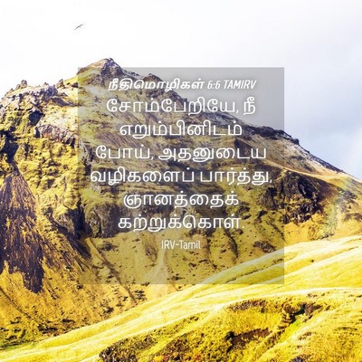 Picture 04 - நீதிமொழிகள் 6:6 TAMIRV - சோம்பேறியே, நீ - Bible Verse Picture