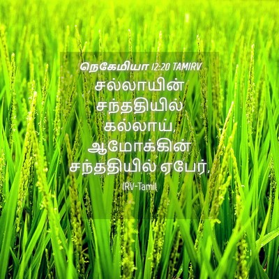 Picture 04 - நெகேமியா 12:20 TAMIRV - சல்லாயின் - Bible Verse Picture