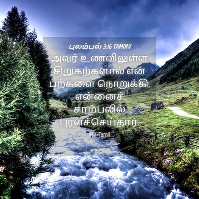 Picture 04 - புலம்பல் 3:16 TAMIRV - அவர் உணவிலுள்ள - Bible Verse Picture