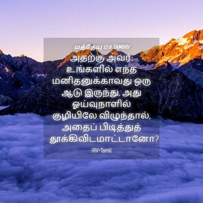 Picture 04 - மத்தேயு 12:11 TAMIRV - அதற்கு அவர்: - Bible Verse Picture