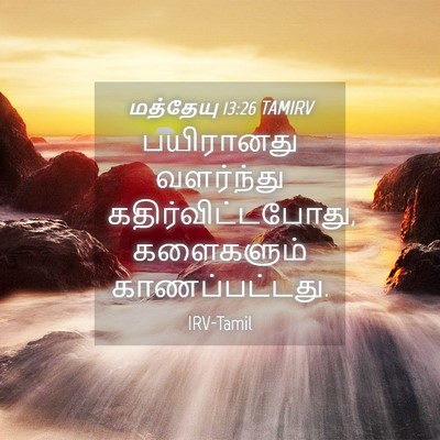 Picture 04 - மத்தேயு 13:26 TAMIRV - பயிரானது வளர்ந்து - Bible Verse Picture
