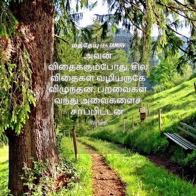 Picture 04 - மத்தேயு 13:4 TAMIRV - அவன் - Bible Verse Picture