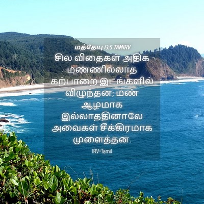 Picture 04 - மத்தேயு 13:5 TAMIRV - சில விதைகள் அதிக - Bible Verse Picture