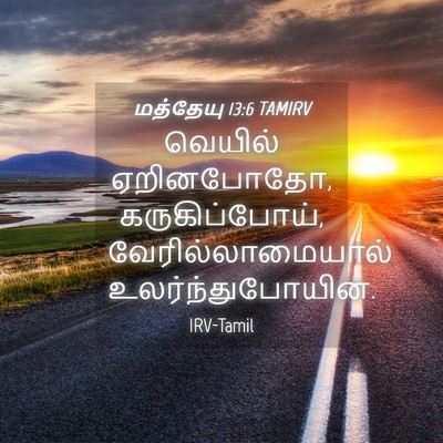 Picture 04 - மத்தேயு 13:6 TAMIRV - வெயில் ஏறினபோதோ, - Bible Verse Picture