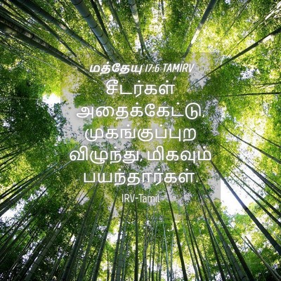 Picture 04 - மத்தேயு 17:6 TAMIRV - சீடர்கள் - Bible Verse Picture