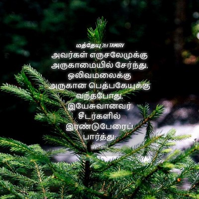 Picture 04 - மத்தேயு 21:1 TAMIRV - அவர்கள் - Bible Verse Picture