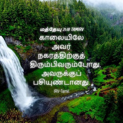 Picture 04 - மத்தேயு 21:18 TAMIRV - காலையிலே அவர் - Bible Verse Picture
