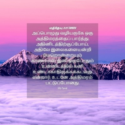Picture 04 - மத்தேயு 21:19 TAMIRV - அப்பொழுது - Bible Verse Picture