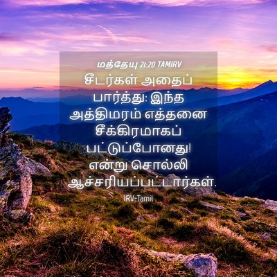 Picture 04 - மத்தேயு 21:20 TAMIRV - சீடர்கள் அதைப் - Bible Verse Picture