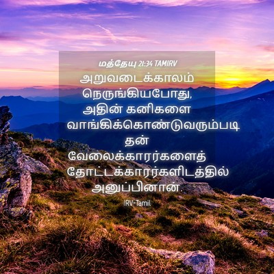 Picture 04 - மத்தேயு 21:34 TAMIRV - அறுவடைக்காலம் - Bible Verse Picture