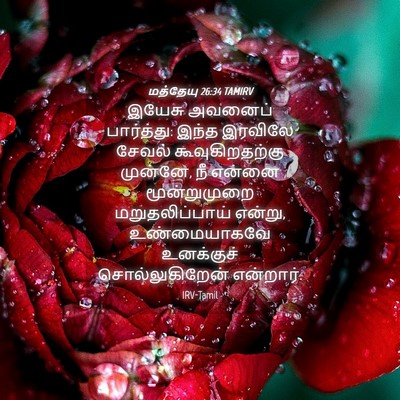 Picture 04 - மத்தேயு 26:34 TAMIRV - இயேசு அவனைப் - Bible Verse Picture