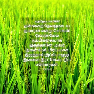 Picture 04 - மத்தேயு 27:43 TAMIRV - தன்னைத் தேவனுடைய - Bible Verse Picture