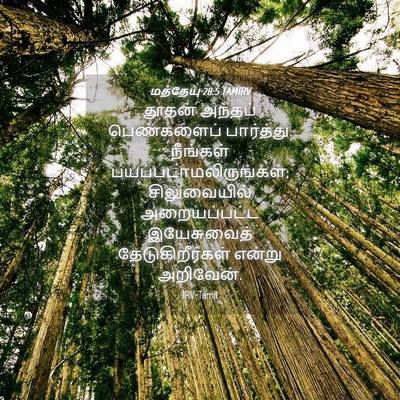 Picture 04 - மத்தேயு 28:5 TAMIRV - தூதன் அந்தப் - Bible Verse Picture
