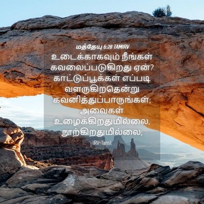 Picture 04 - மத்தேயு 6:28 TAMIRV - உடைக்காகவும் - Bible Verse Picture
