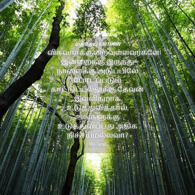 Picture 04 - மத்தேயு 6:30 TAMIRV -  - Bible Verse Picture
