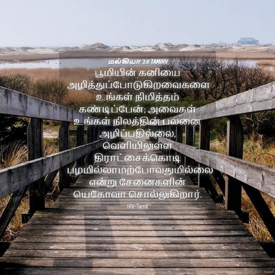 Picture 04 - மல்கியா 3:11 TAMIRV - பூமியின் கனியை - Bible Verse Picture