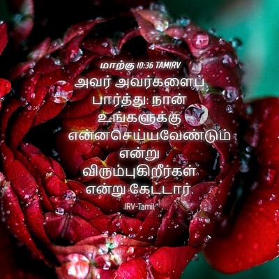 Picture 04 - மாற்கு 10:36 TAMIRV - அவர் அவர்களைப் - Bible Verse Picture