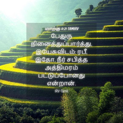 Picture 04 - மாற்கு 11:21 TAMIRV - பேதுரு - Bible Verse Picture