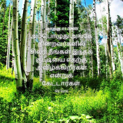 Picture 04 - மாற்கு 11:5 TAMIRV - அப்பொழுது அங்கே - Bible Verse Picture