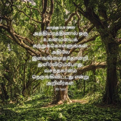 Picture 04 - மாற்கு 13:28 TAMIRV - அத்திமரத்தினால் - Bible Verse Picture