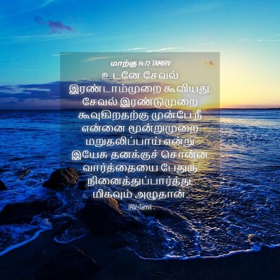Picture 04 - மாற்கு 14:72 TAMIRV - உடனே சேவல் - Bible Verse Picture