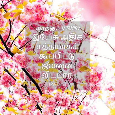 Picture 04 - மாற்கு 15:37 TAMIRV - இயேசு அதிக - Bible Verse Picture