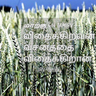 Picture 04 - மாற்கு 4:14 TAMIRV - விதைக்கிறவன் - Bible Verse Picture