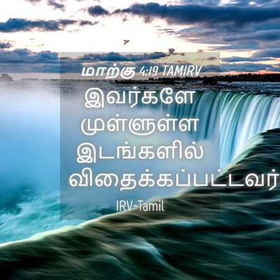 Picture 04 - மாற்கு 4:19 TAMIRV - இவர்களே முள்ளுள்ள - Bible Verse Picture