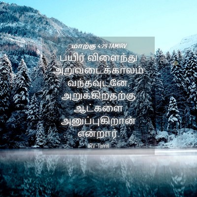 Picture 04 - மாற்கு 4:29 TAMIRV - பயிர் விளைந்து - Bible Verse Picture