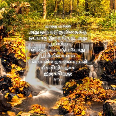 Picture 04 - மாற்கு 4:31 TAMIRV - அது ஒரு - Bible Verse Picture