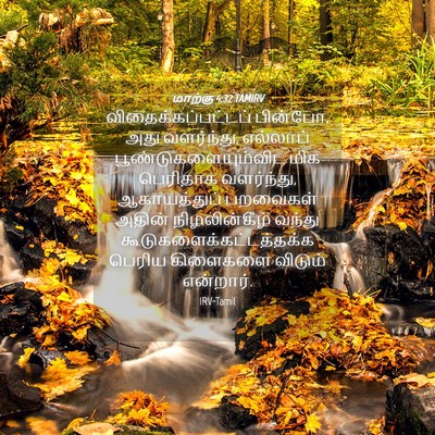 Picture 04 - மாற்கு 4:32 TAMIRV - விதைக்கப்பட்டப் - Bible Verse Picture